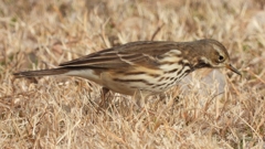 DSCN7590：タヒバリ