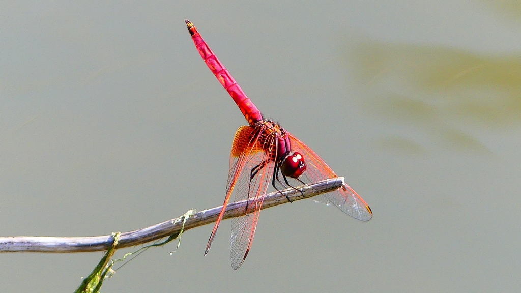 P2300653：ベニトンボ（オス）