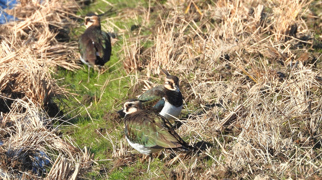 DSCN6634：タゲリ