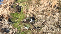 DSCN6634：タゲリ