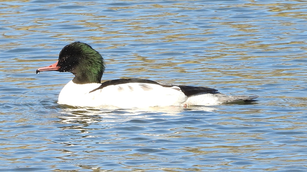 DSCN1947：カワアイサ（オス）