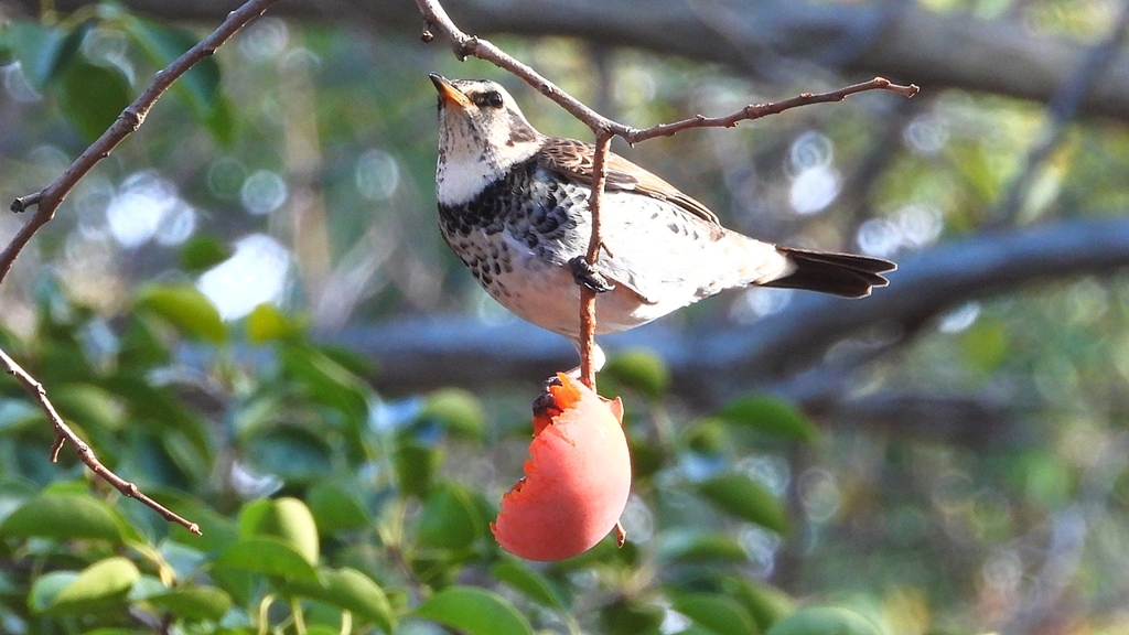 DSCN6015：ツグミ