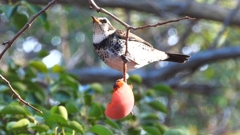 DSCN6015：ツグミ