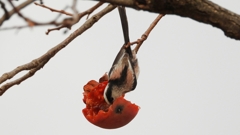 DSCN8569：エナガ