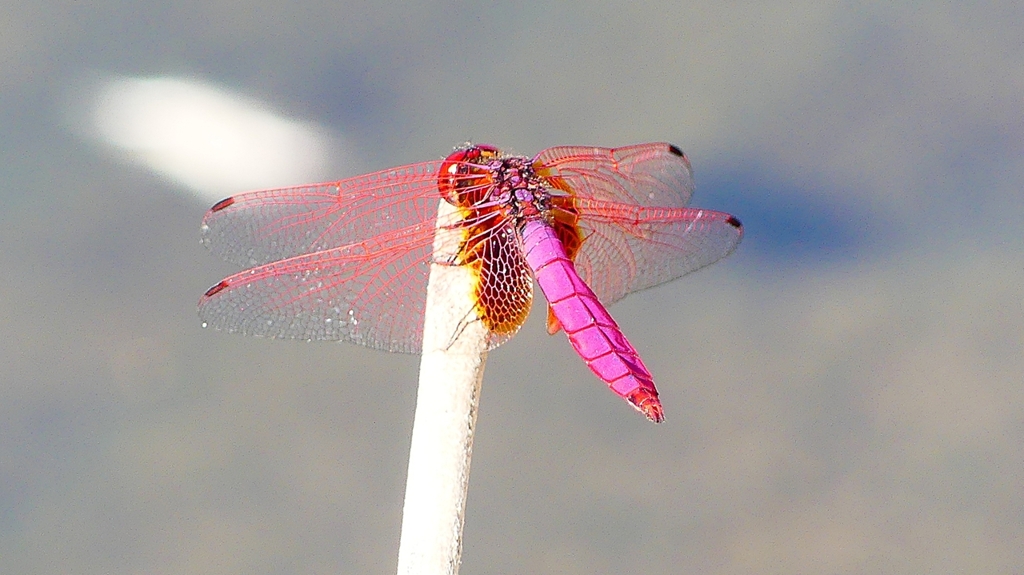 P2270179：ベニトンボ（オス）