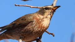 DSCN8782：ハチジョウツグミ