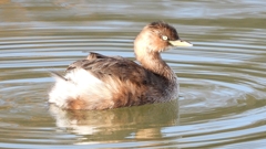 DSCN6120：カイツブリ