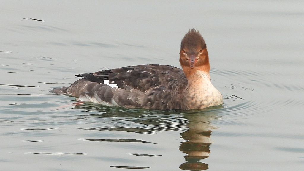 DSCN7277：ウミアイサ