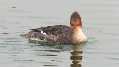 DSCN7277：ウミアイサ