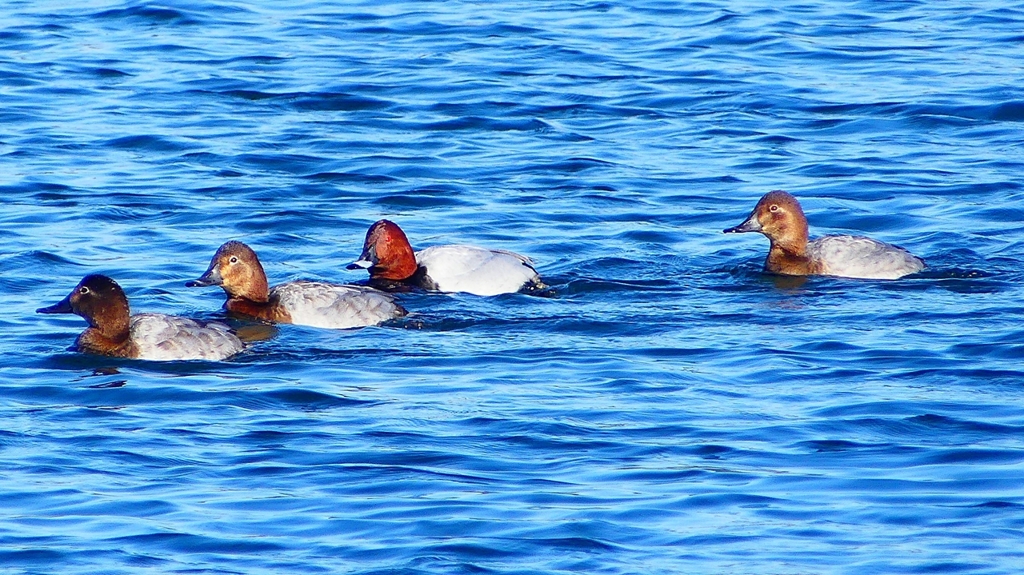 P2380477：ホシハジロ