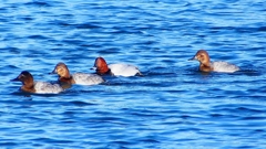 P2380477：ホシハジロ