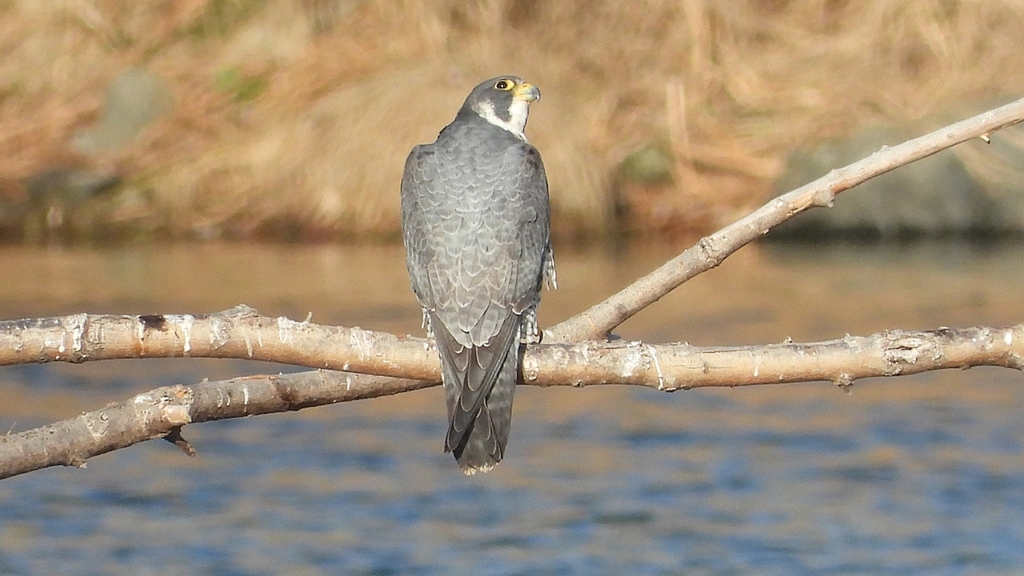 DSCN1429：ハヤブサ