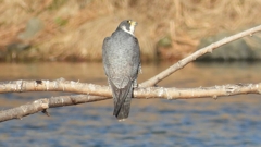 DSCN1429：ハヤブサ