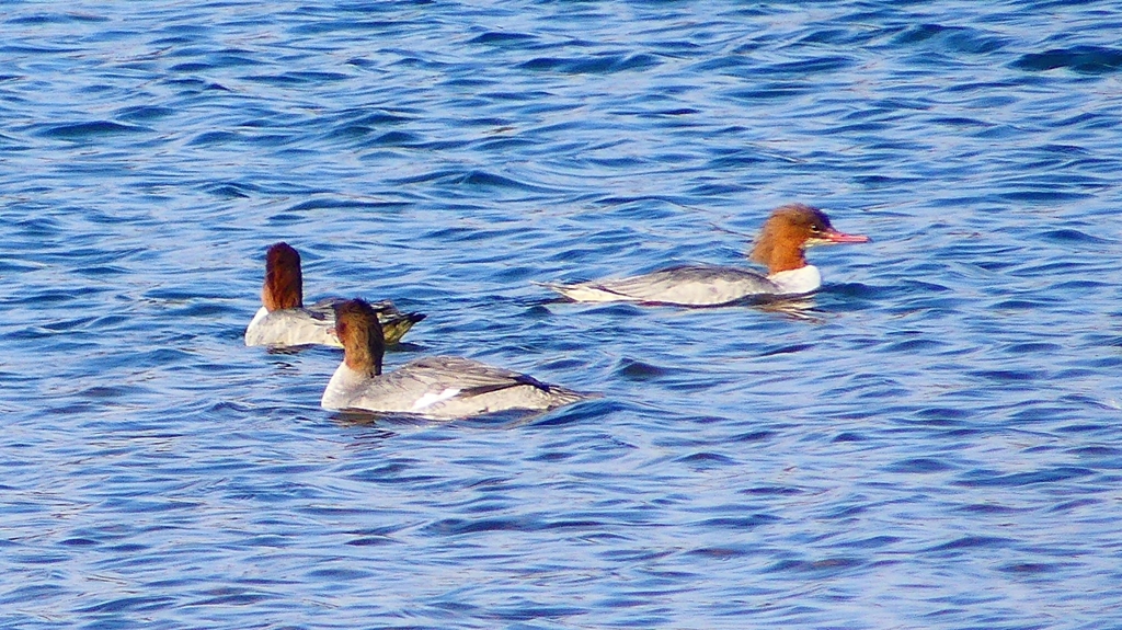 P2380812：カワアイサ