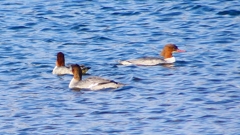 P2380812：カワアイサ