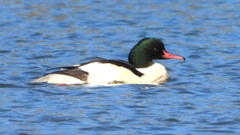 DSCN5862：カワアイサ