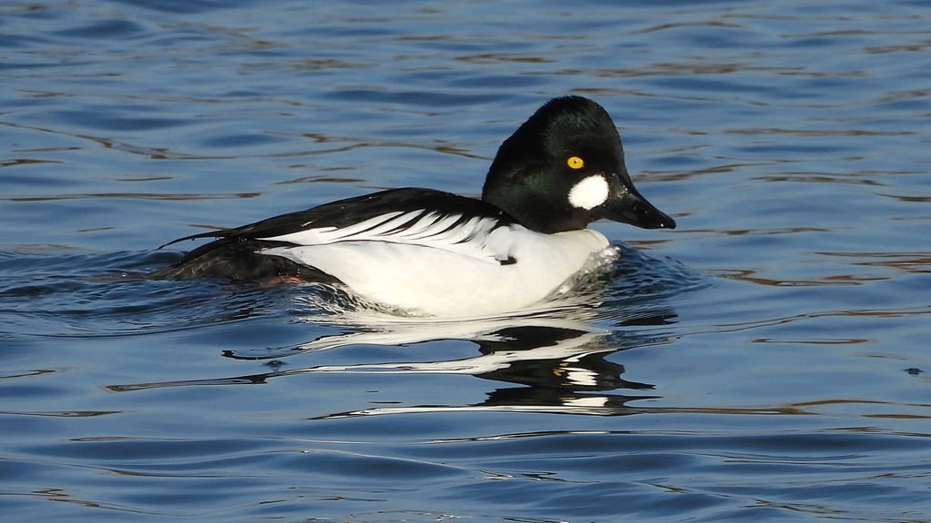 DSCN2667：ホオジロガモ（オス）