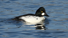 DSCN2667：ホオジロガモ（オス）