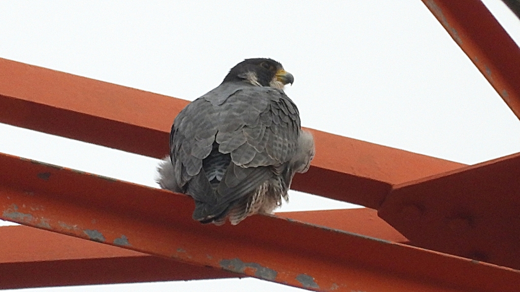 DSCN3464：ハヤブサ