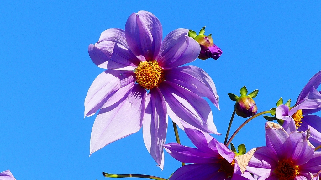 P2420074：皇帝ダリア