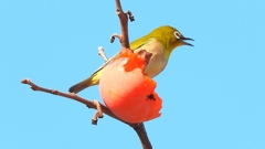 DSCN6010：メジロ