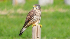 P2340359：チョウゲンボウ