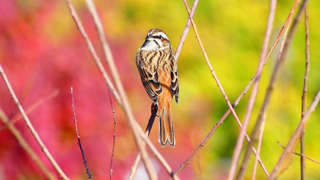 P2390359：ホオジロ（メス）