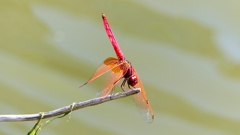 P2300759：ベニトンボ（オス）