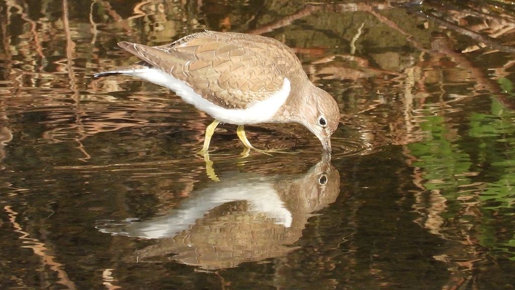 DSCN4071：イソシギ