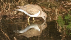 DSCN4071：イソシギ