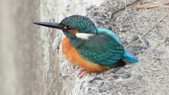 DSCN0554：カワセミ（オス）