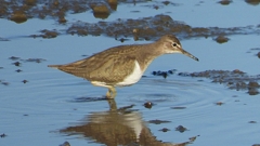 DSCN6467：イソシギ