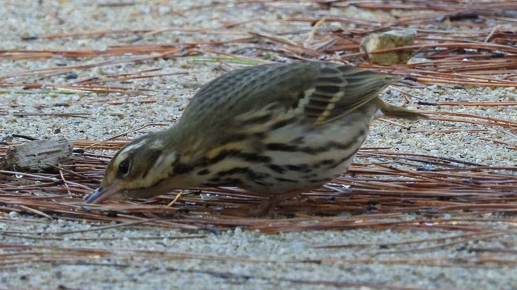 DSCN8242：ビンズイ