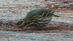 DSCN8242：ビンズイ