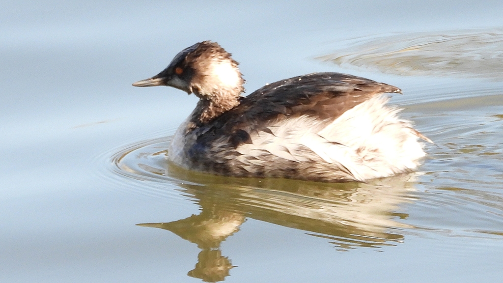 DSCN8004：ハジロカイツブリ