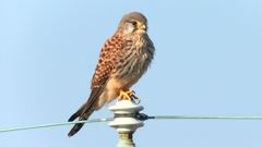 DSCN6560：チョウゲンボウ