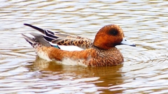 P2340130：ヒドリガモ