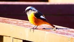 P2370582：ジョウビタキ（オス）