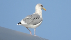 DSCN4356：セグロカモメ