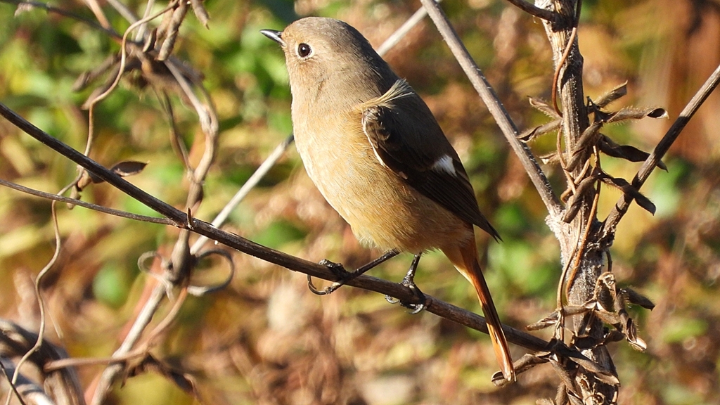 DSCN5451：ジョウビタキ（メス）