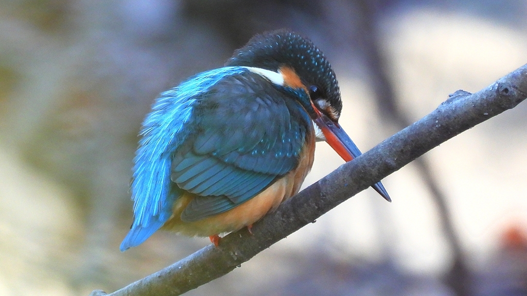 DSCN7976：カワセミ（メス）