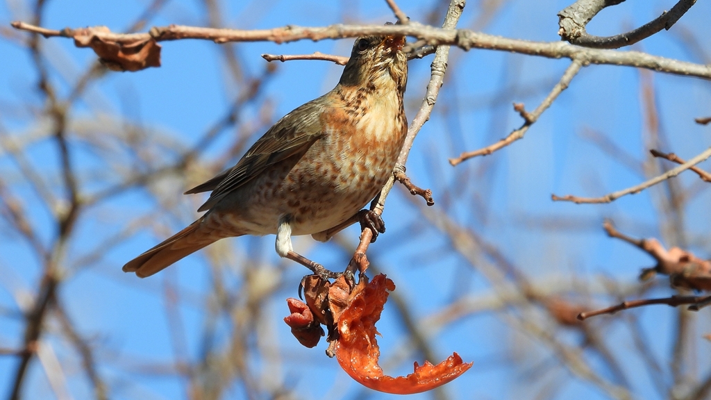 DSCN8772：ハチジョウツグミ