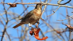 DSCN8772：ハチジョウツグミ