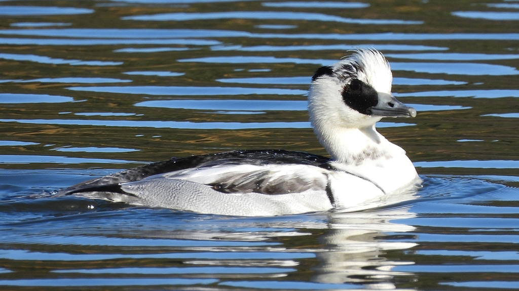 DSCN4900：ミコアイサ（オス）