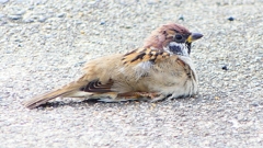 P2280443：スズメ