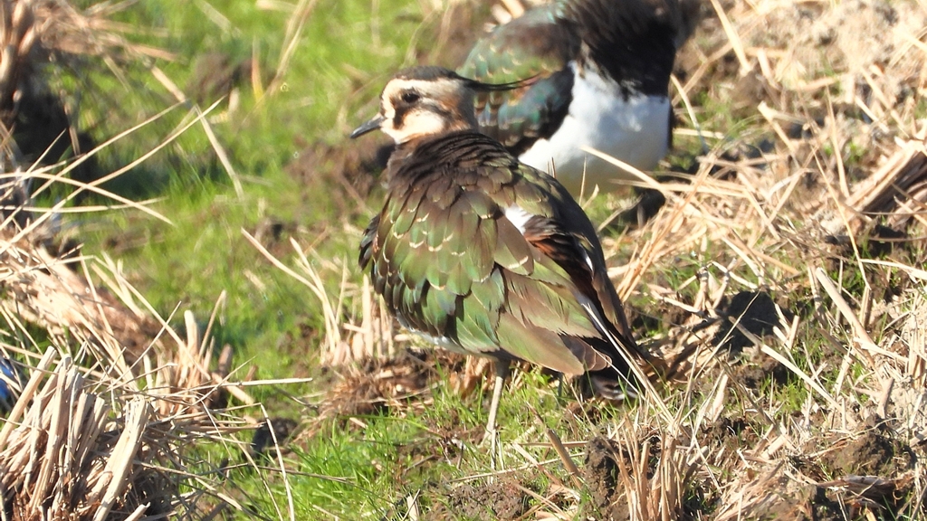 DSCN6650：タゲリ