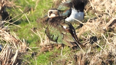 DSCN6650：タゲリ