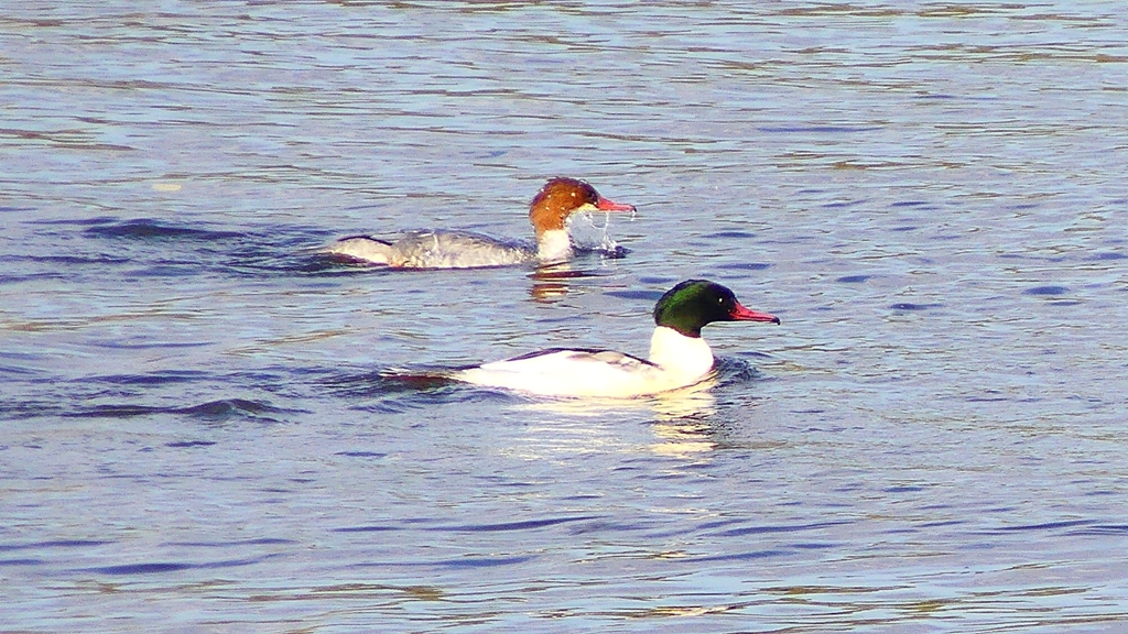 P2410374：カワアイサ