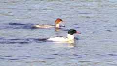 P2410374：カワアイサ