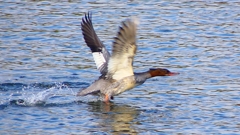 P2390235：飛ぶカワアイサ（メス）